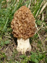 Attēlu rezultāti vaicājumam “Morchella sp.”
