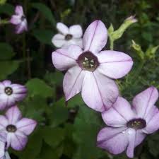 Image result for Nicotiana x sanderae `Perfume`F1