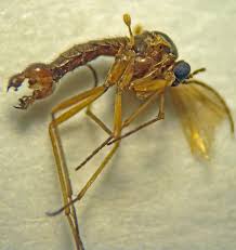 Attēlu rezultāti vaicājumam “Sciaridae”