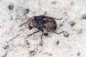 Attēlu rezultāti vaicājumam “Anthribidae”