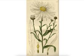 Image result for Leucanthemella serotina