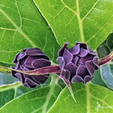 Attēlu rezultāti vaicājumam “Calycanthus floridus”