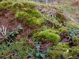 Attēlu rezultāti vaicājumam “Pleuridium subulatum”