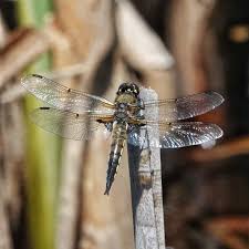 Attēlu rezultāti vaicājumam “Libellula quadrimaculata”