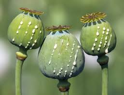 Image result for Papaver somniferum