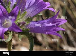 Image result for Campanula lingulata