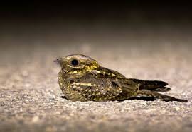 Image result for Caprimulgus ruficollis