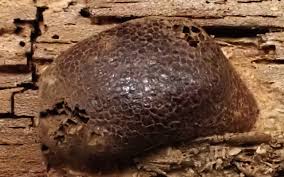 Attēlu rezultāti vaicājumam “Siphoptychium violaceum”