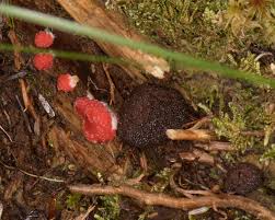 Attēlu rezultāti vaicājumam “Tubifera ferruginosa (subsp. ferruginosa) macro”