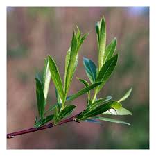 Attēlu rezultāti vaicājumam “Salix daphnoides leaf”