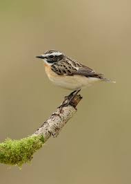 Attēlu rezultāti vaicājumam “Saxicola rubetra”