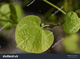 Attēlu rezultāti vaicājumam “Aristolochia durior leaf”