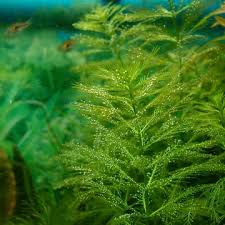 「綠羽毛」的圖片搜尋結果