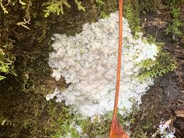 Attēlu rezultāti vaicājumam “Brefeldia maxima plasmodium”