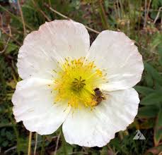 Image result for Papaver nudicaule