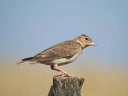 Image result for Melanocorypha calandra