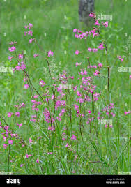 Attēlu rezultāti vaicājumam “Silene viscaria”