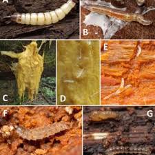 Attēlu rezultāti vaicājumam “Xylophagidae”