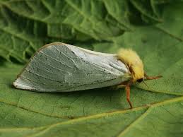 Attēlu rezultāti vaicājumam “Hepialus humuli male”