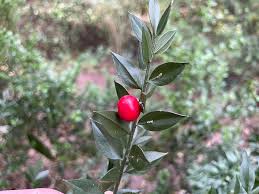 Attēlu rezultāti vaicājumam “Taraxacum officinale aggr. fruit”