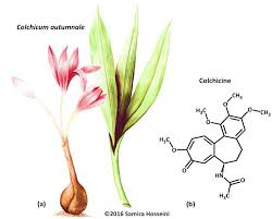 Attēlu rezultāti vaicājumam “Colchicum autumnale”