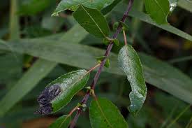 Attēlu rezultāti vaicājumam “Salix myrsinifolia leaf”