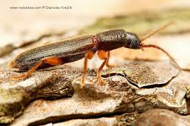 Attēlu rezultāti vaicājumam “Nothorhina punctata”