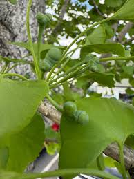 Attēlu rezultāti vaicājumam “Ginkgo biloba female flower”