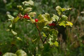 Attēlu rezultāti vaicājumam “Ribes alpinum leaf”