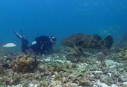 Image result for Epinephelus itajara