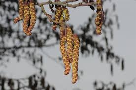 Image result for Alder Cc