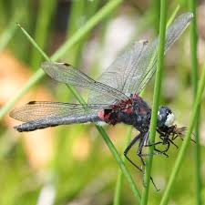 Attēlu rezultāti vaicājumam “Leucorrhinia dubia male”