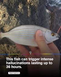 Image result for Sarpa salpa