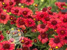 Image result for Gaillardia