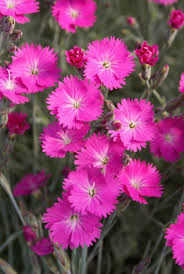 Image result for Dianthus gratianopolitanus