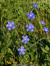 Image result for Linum usitatissimum