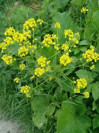 Attēlu rezultāti vaicājumam “Bunias orientalis flower”