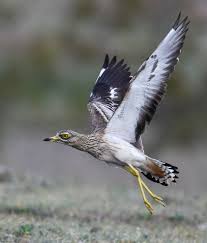 Image result for Burhinus oedicnemus