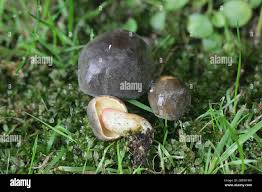 Attēlu rezultāti vaicājumam “Xerocomus pruinatus”