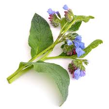 Image result for Symphytum officinale