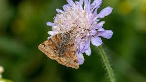 Attēlu rezultāti vaicājumam “Euclidia glyphica”