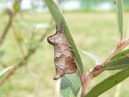 Attēlu rezultāti vaicājumam “Clostera pigra”