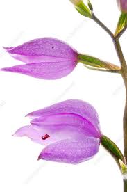 Attēlu rezultāti vaicājumam “Cephalanthera rubra bud”