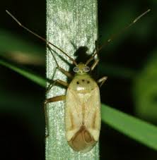 Attēlu rezultāti vaicājumam “Adelphocoris quadripunctatus imago”