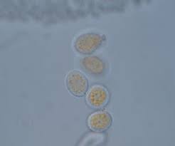 Attēlu rezultāti vaicājumam “Melampsora magnusiana”