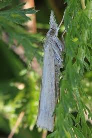 Attēlu rezultāti vaicājumam “Pyralididae”