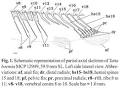 Neotropical Ichthyology - A systematic revision of Tatia ...