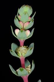 Attēlu rezultāti vaicājumam “Haloragaceae”