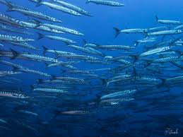 Image result for Sphyraena viridensis