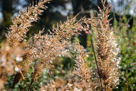 Attēlu rezultāti vaicājumam “Calamagrostis purpurea flower”